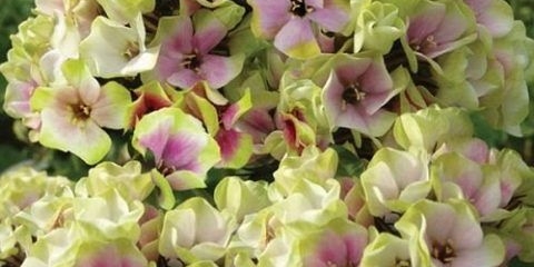 Mješavina šerbeta od floksa od metlice: fotografija i opis, recenzije